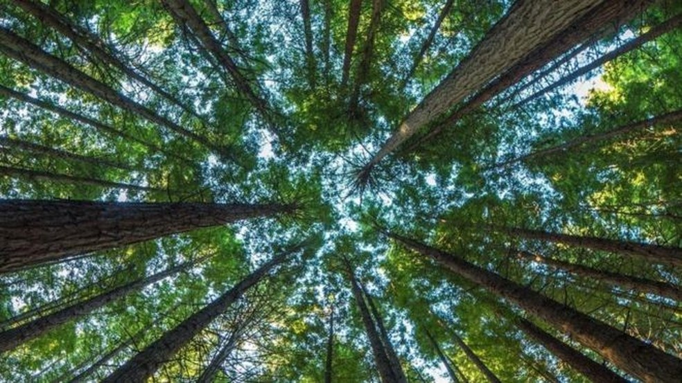 Dia da Árvore: Certificado Digital ajuda as empresas se tornarem mais sustentáveis