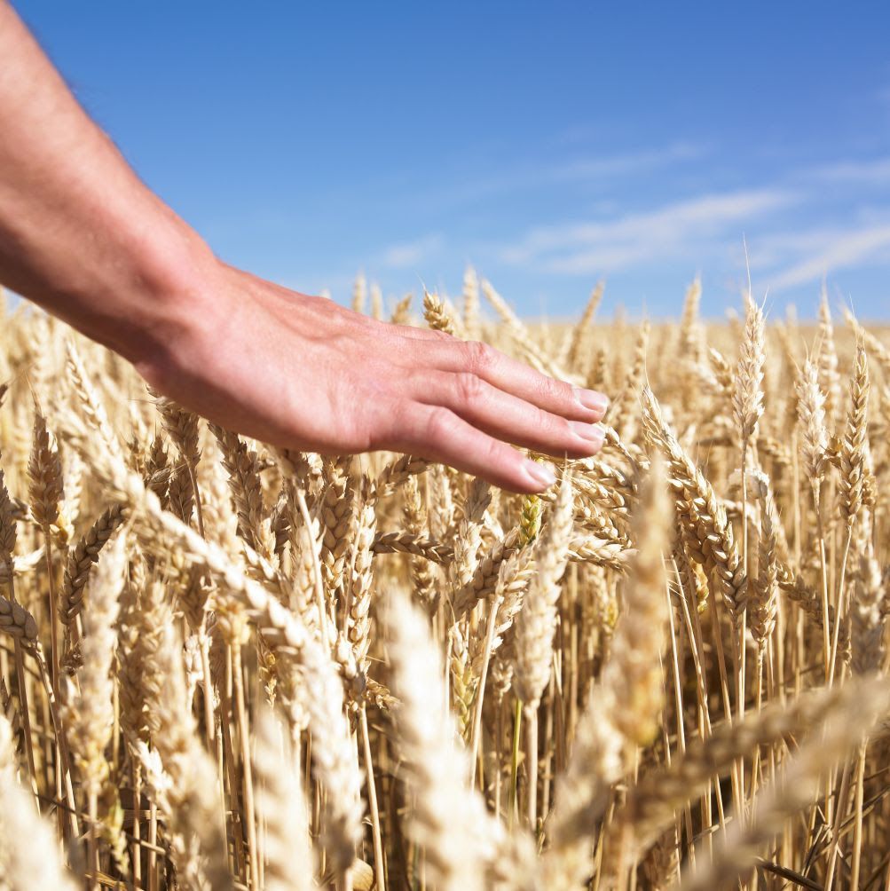 Solinftec e IBM fazem parceria visando elevar os padrões de digitalização agrícola