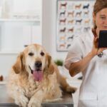 Conforto para os pets: como a telemedicina veterinária vai revolucionar a vida dos animais