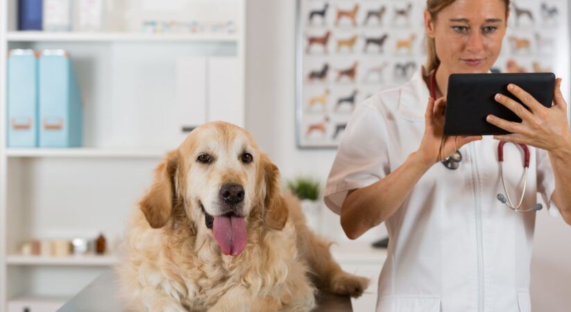 Conforto para os pets: como a telemedicina veterinária vai revolucionar a vida dos animais
